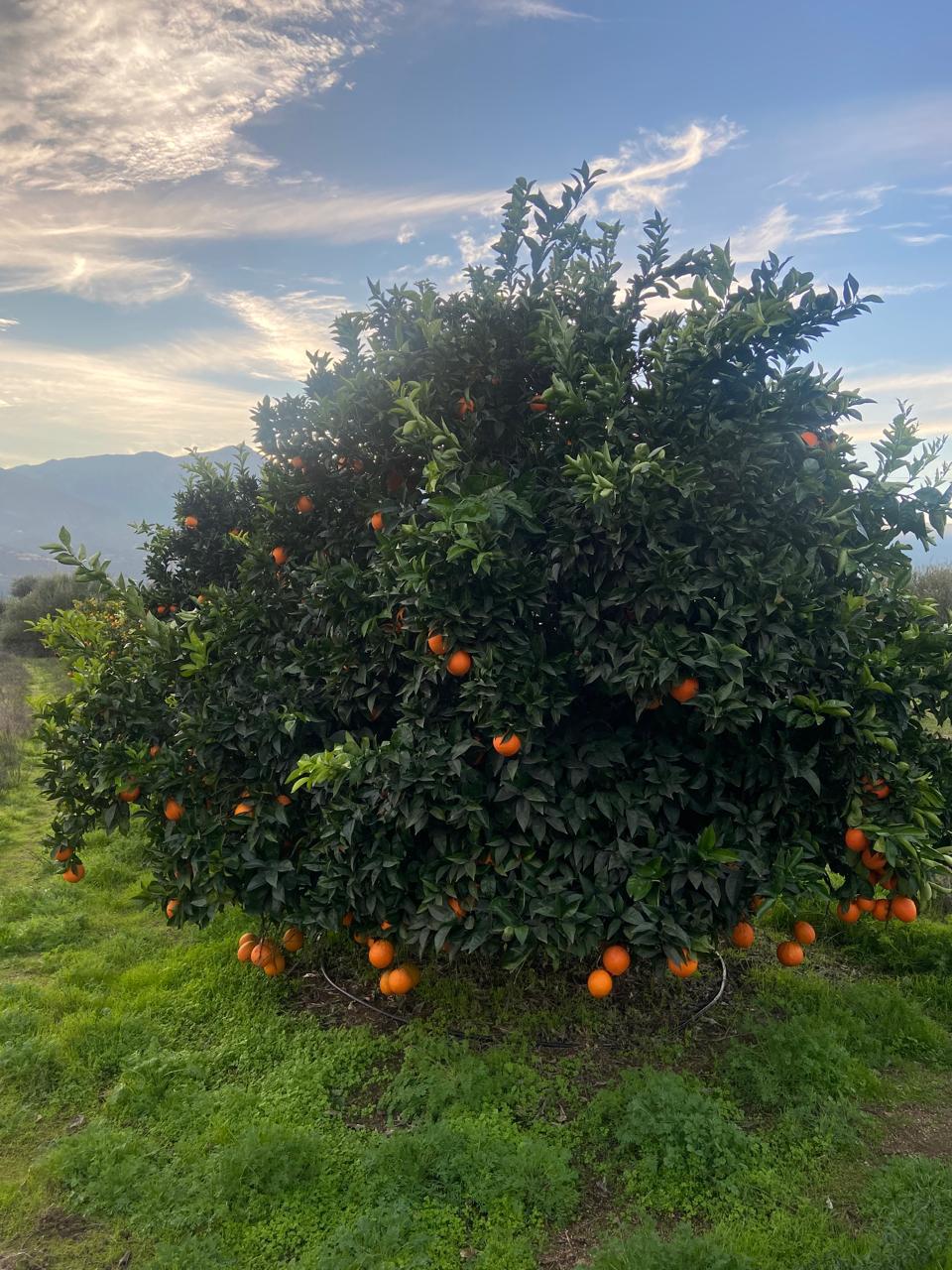 WhatsApp Image 2025 11 09 at 23.18.23 (1)