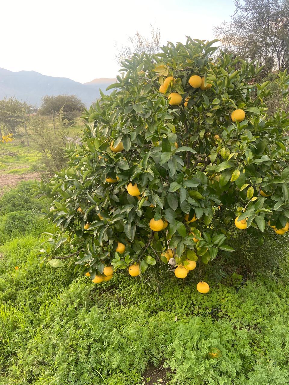 WhatsApp Image 2025 11 09 at 23.18.23