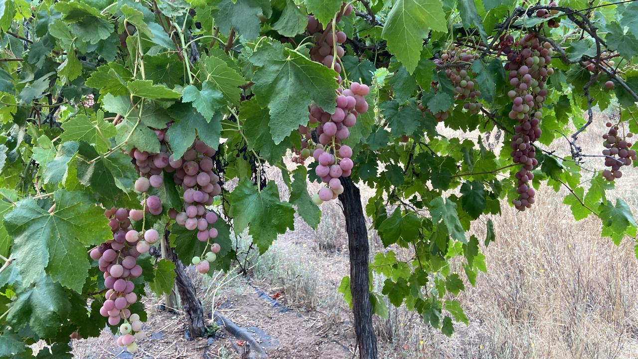 WhatsApp Image 2025 11 09 at 23.18.25 (1)