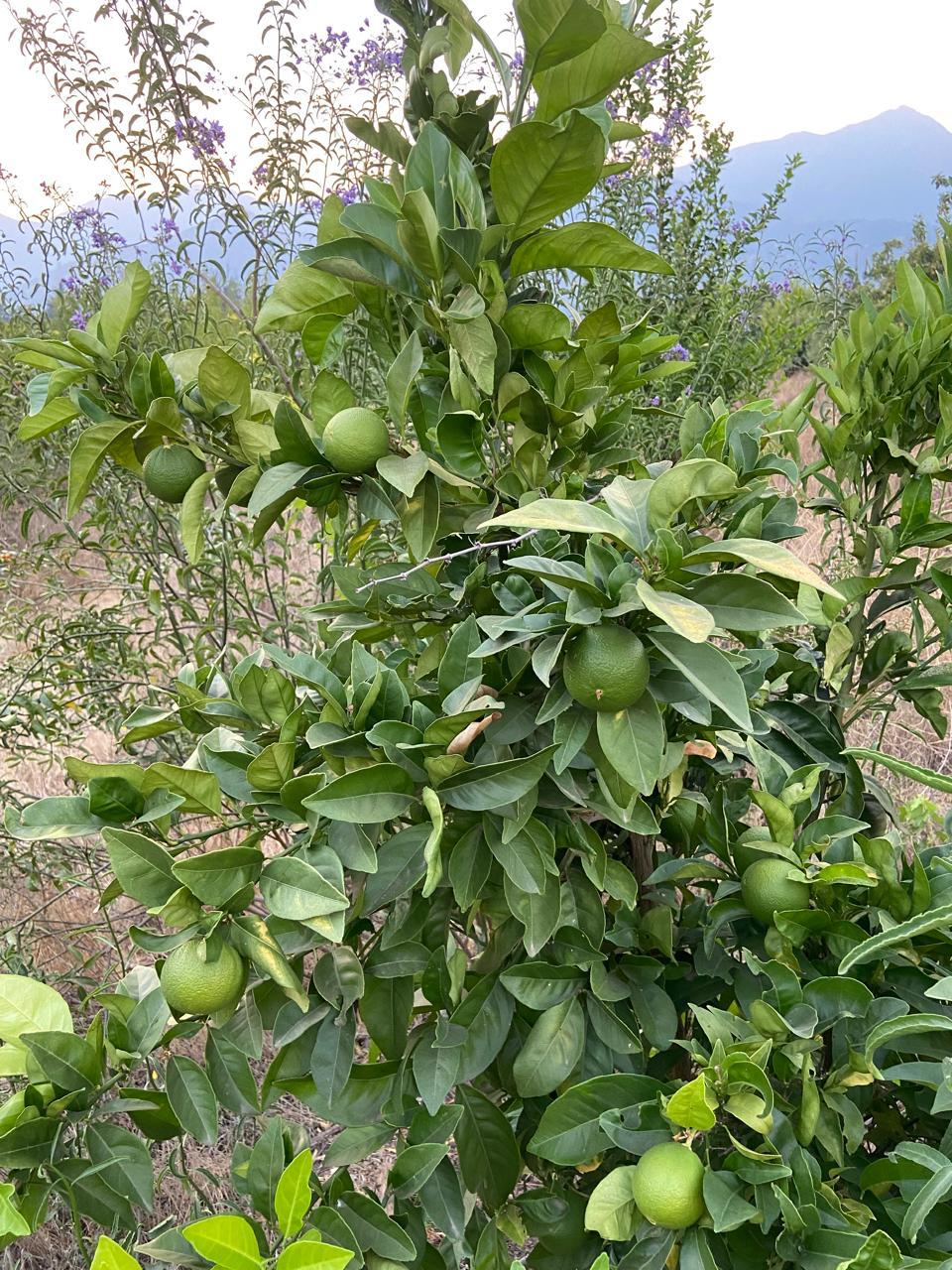 WhatsApp Image 2025 11 09 at 23.18.25 (3)