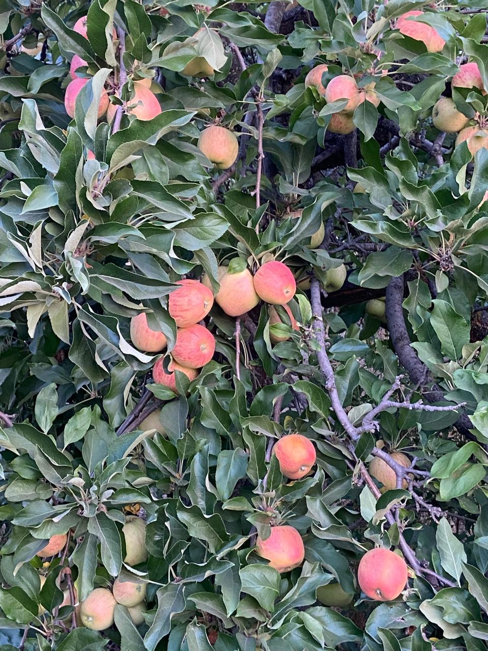 WhatsApp Image 2025 11 09 at 23.18.25