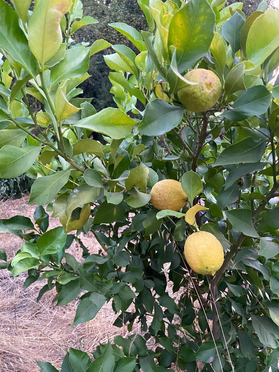 WhatsApp Image 2025 11 09 at 23.18.26 (1)