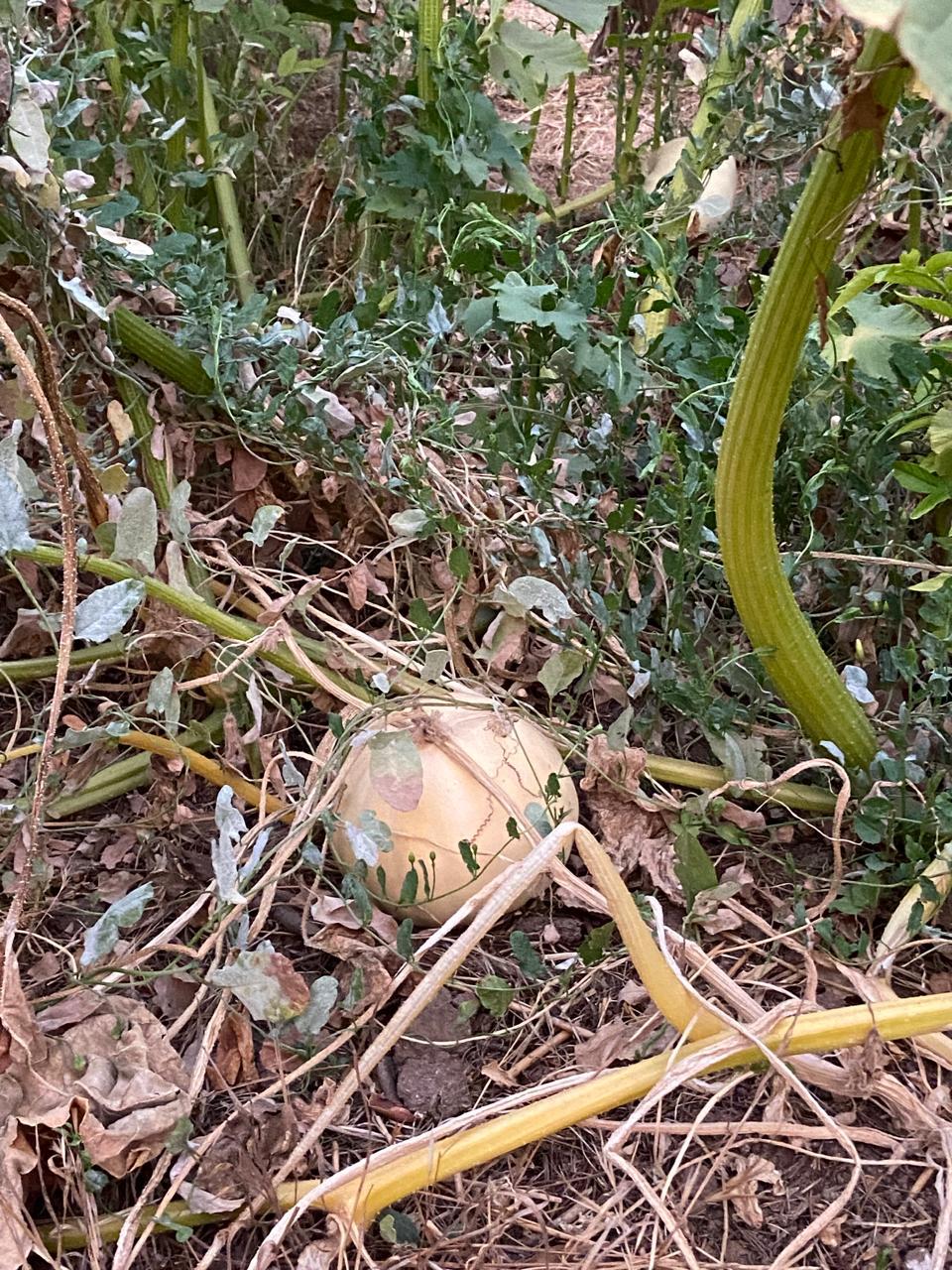 WhatsApp Image 2025 11 09 at 23.18.26 (3)