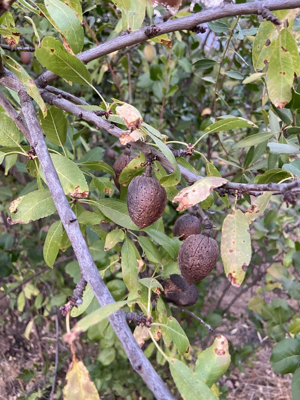 WhatsApp Image 2025 11 09 at 23.18.26