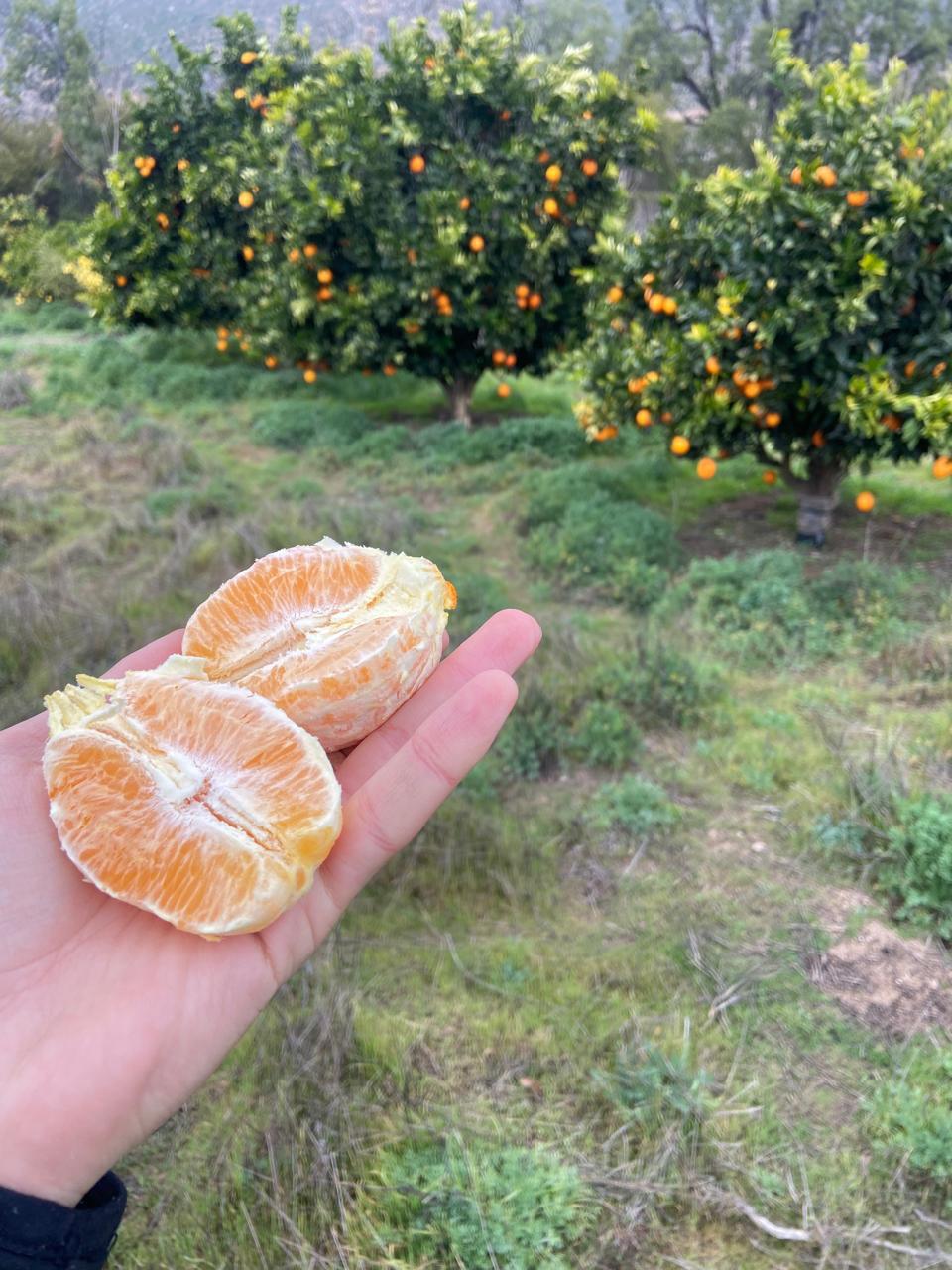 WhatsApp Image 2025 11 09 at 23.18.27 (4)