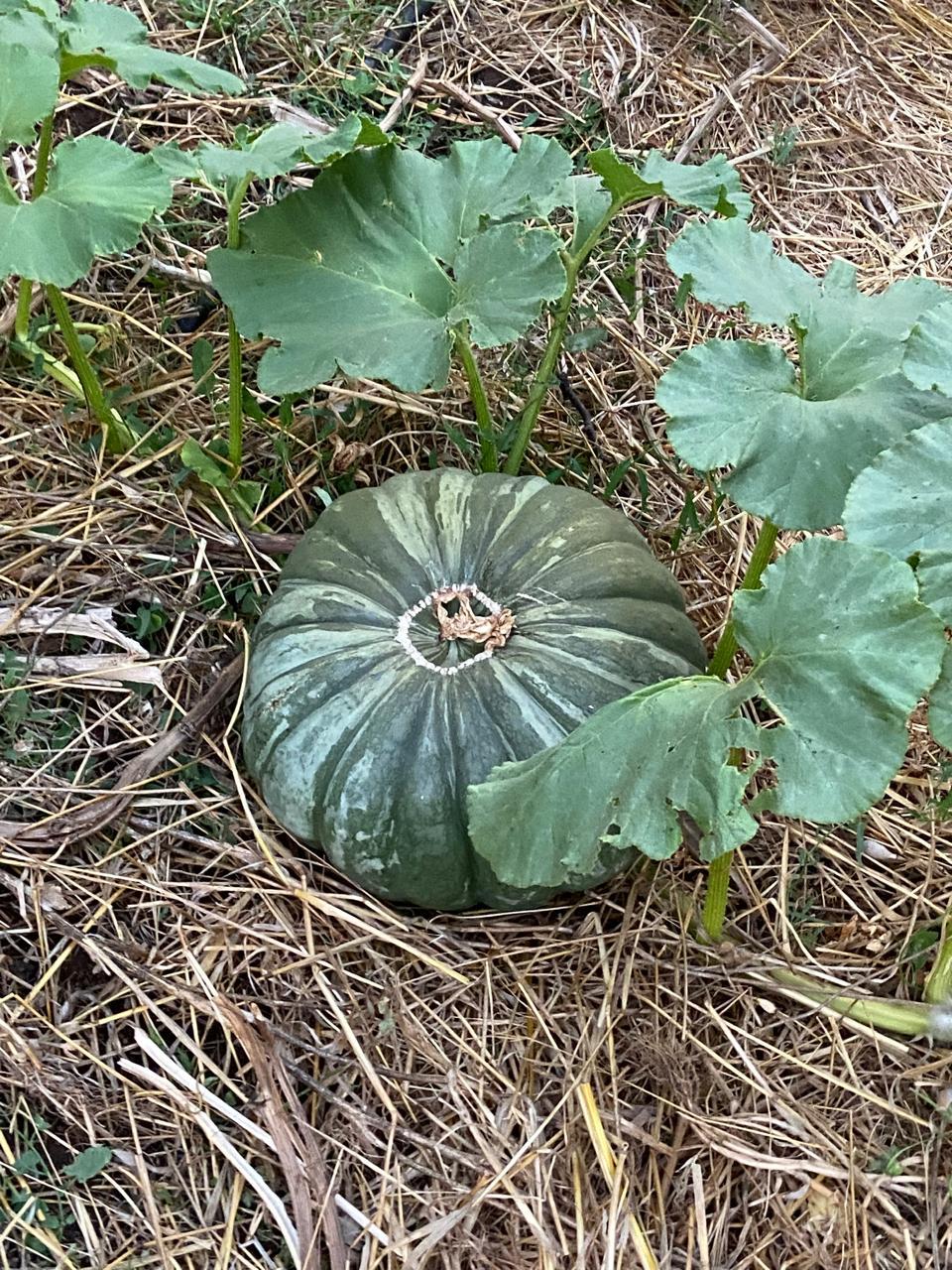 WhatsApp Image 2025 11 09 at 23.18.27