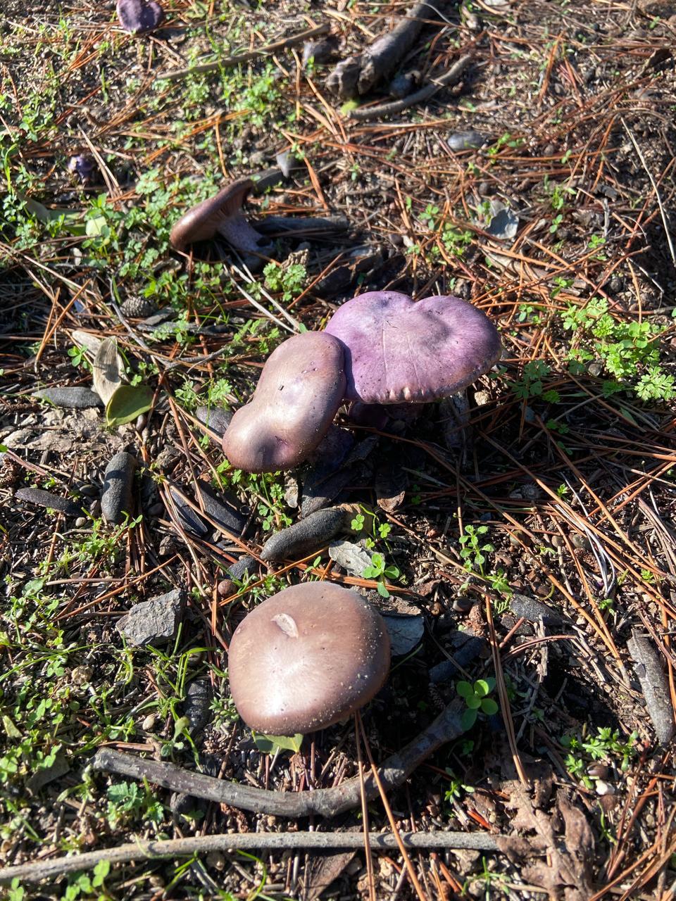 WhatsApp Image 2025 11 09 at 23.18.28 (1)