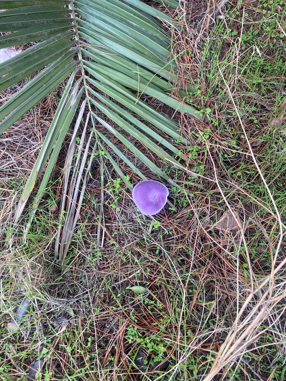 WhatsApp Image 2025 11 09 at 23.18.28 (3)